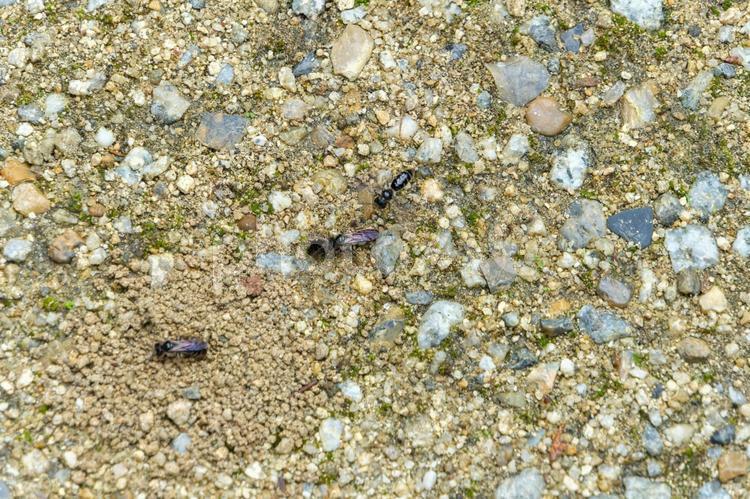地面に巣を作るツチバチの活動 ツチバチ,ハチ,昆虫の写真素材