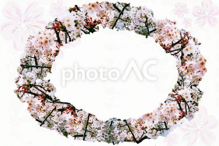 さくら写真を使用したメッセージボード用画像 さくら,花,春の写真素材