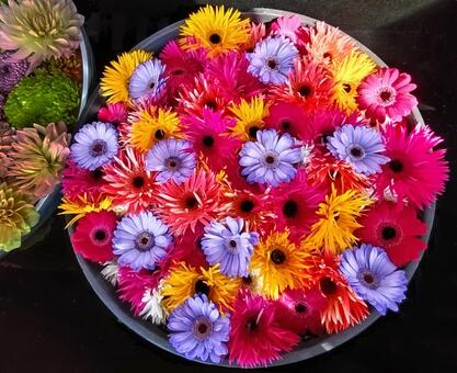 花手水11 花手水,手水,ダリヤの写真素材