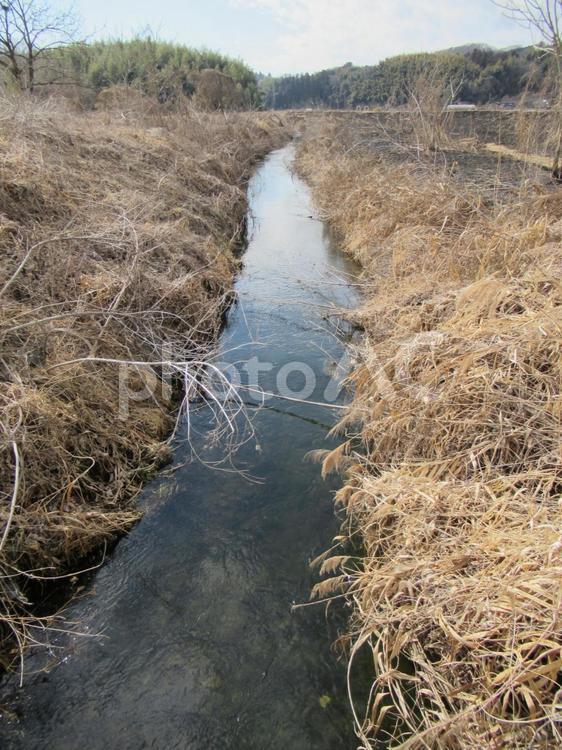 大河の流れに沿う細い小川その１ 川,河川,水の写真素材