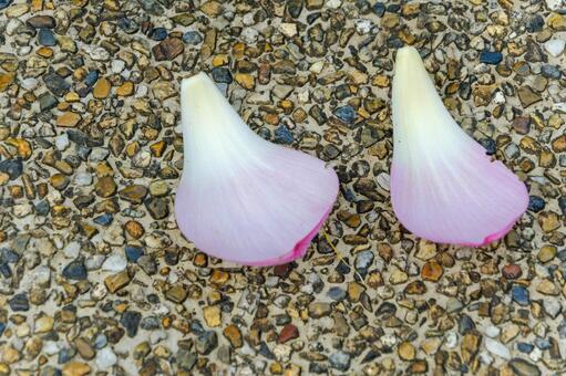 洗い出しの地面に落ちた二枚の蓮の花弁 蓮,花弁,散るの写真素材