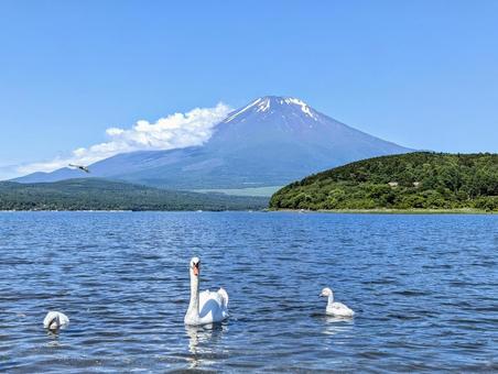 白鳥親子の遊泳 白鳥親子の遊泳 富士山,山中湖,白鳥の写真素材