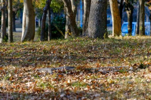 Photo, fallen leaves, dead leaves, wood, 