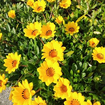 満開の黄色い可愛いお花、ガザニア 満開の黄色い可愛いお花、ガザニア ガザニア,花,黄色の写真素材