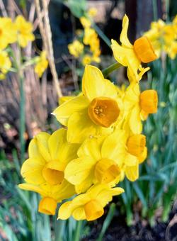 水仙 水仙,黄色,黄の写真素材