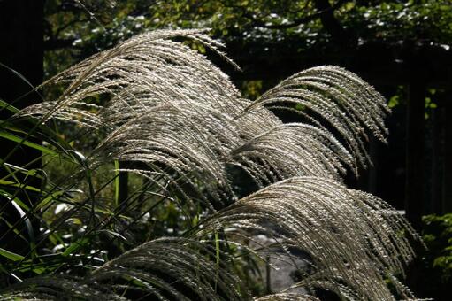 ススキ・薄・尾花　咲く風景 風景美,ポピュラー,夏の写真素材