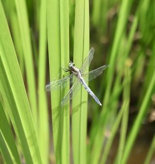 とんぼ とんぼの写真