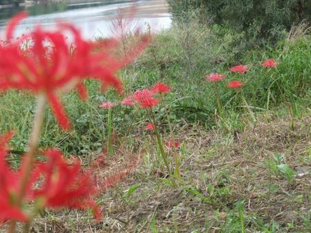 彼岸花の写真