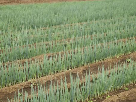 ネギが植えられた畑 ネギ,畑,農業の写真素材