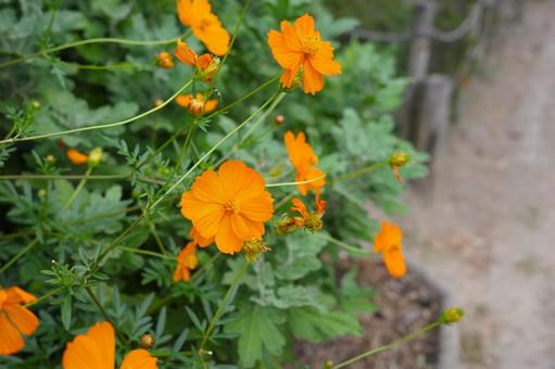 植え込みのキバナコスモスの花 植え込みのキバナコスモスの花 キバナコスモス,秋,花の写真素材