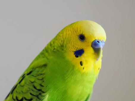 キメ顔のセキセイインコ キメ顔のセキセイインコの写真