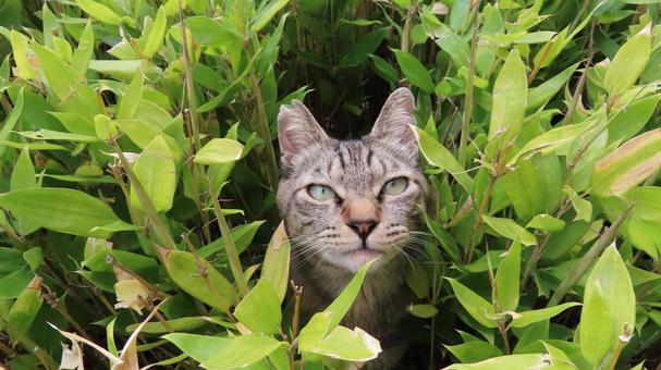 笹の植込みから出現したもふもふな猫様 笹の植込みから出現したもふもふな猫様 猫,キジトラ,顔の写真素材