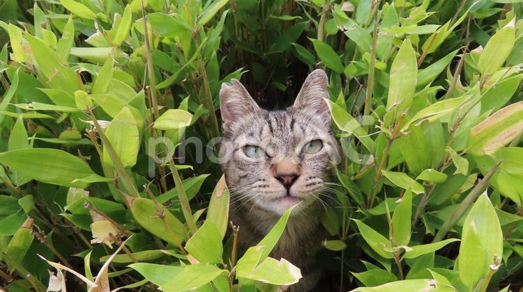 笹の植込みから出現したもふもふな猫様 猫,キジトラ,顔の写真素材