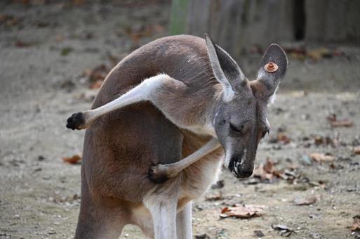 カンガルー カンガルーの写真