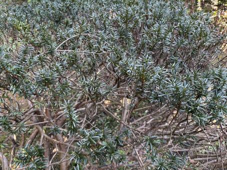 庭木 庭木,庭,背景の写真素材