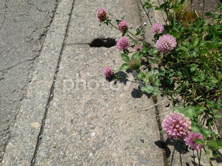 道端の花（アカツメクサ） 道端,花,アカツメクサの写真素材