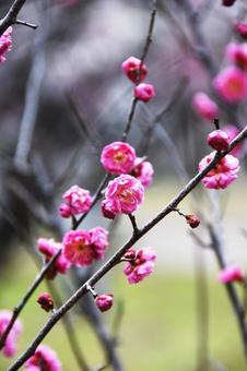 Plum (Yaekankou), JPG Plum (Yaekankou), JPG