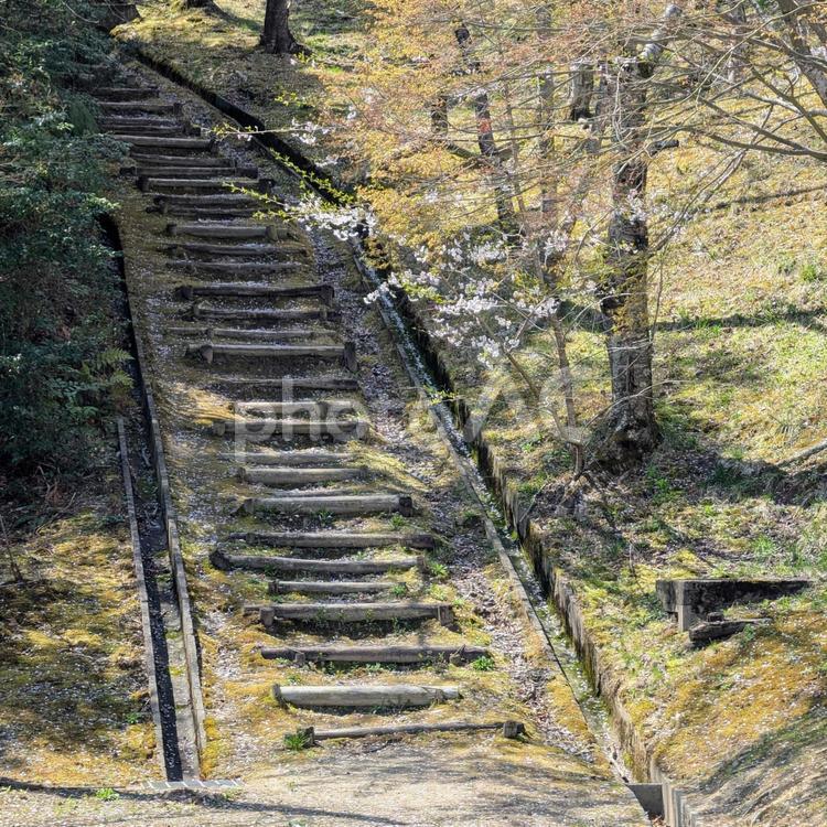 丸太で作られた階段 階段,丸太,木製の写真素材