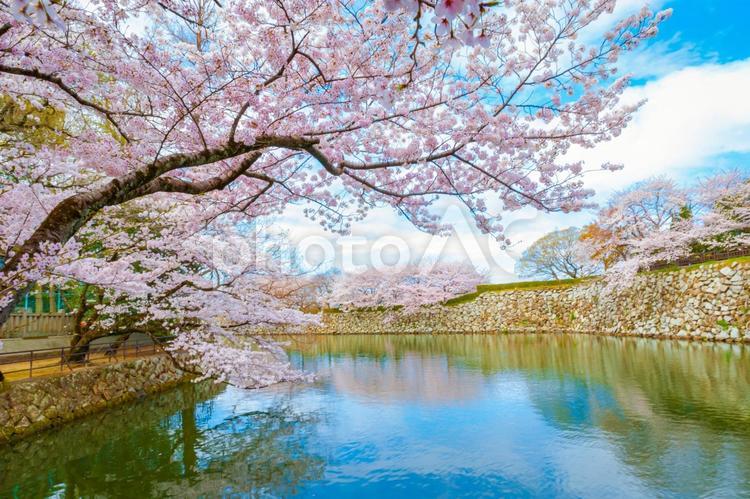 姫路城内堀に映る桜 姫路城,桜,サクラの写真素材