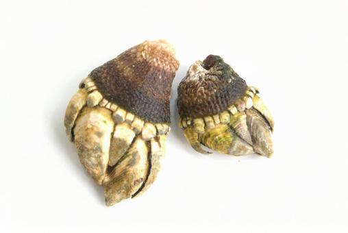 カメノテ(亀の手) カメノテ(亀の手) カメノテ,亀の手,貝の写真素材