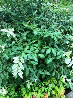 グリーン　葉っぱの写真