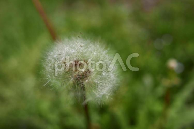 たんぽぽ　田んぼに咲いてたタンポポ たんぽぽ,タンポポ,植物の写真素材