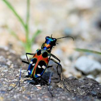 Photo, tiger beetle, namihanmyo, mitsubura, 