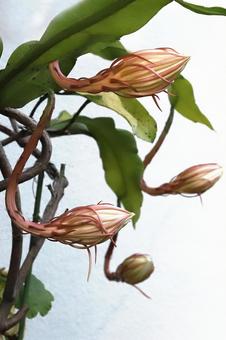 月下美人つぼみ 植物,花,つぼみの写真素材