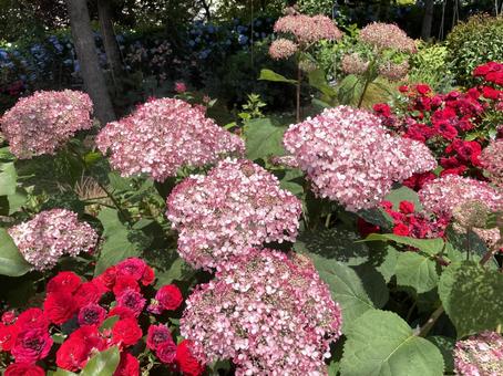 ピンク色のアナベル、アジサイ ピンク色のアナベル、アジサイ アジサイ,紫陽花,アナベルの写真素材