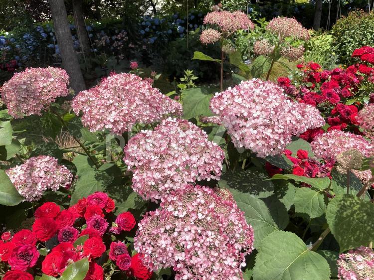 ピンク色のアナベル、アジサイ アジサイ,紫陽花,アナベルの写真素材