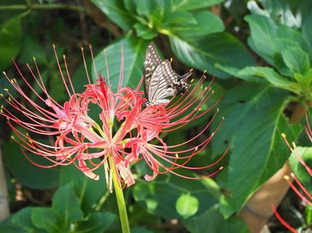 Photo, butterfly, cluster amaryllis, natural, 