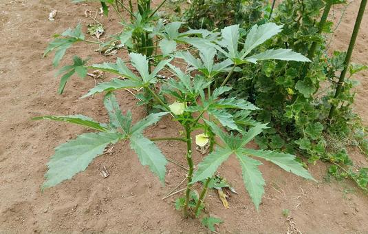 オクラの栽培① オクラの栽培① オクラ,栽培,野菜の写真素材