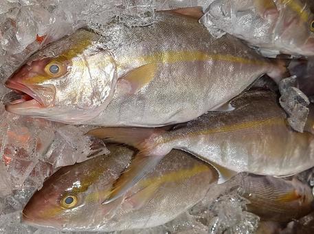 カンパチ 魚,鮮魚,魚屋の写真素材