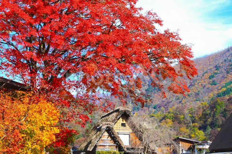 秋の白川郷　紅葉の合掌造り集落 白川郷,合掌造り,集落の写真素材