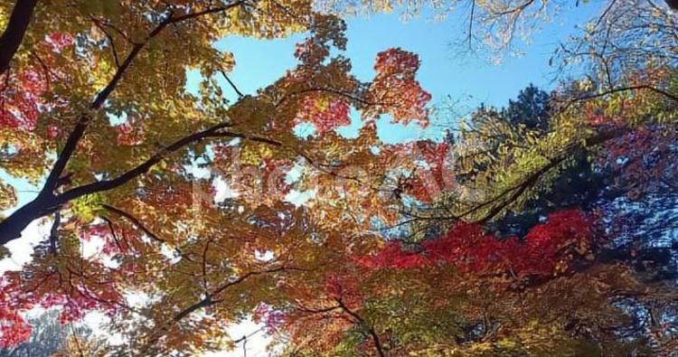秋の暖かい日差し 秋,紅葉,木漏れ日の写真素材