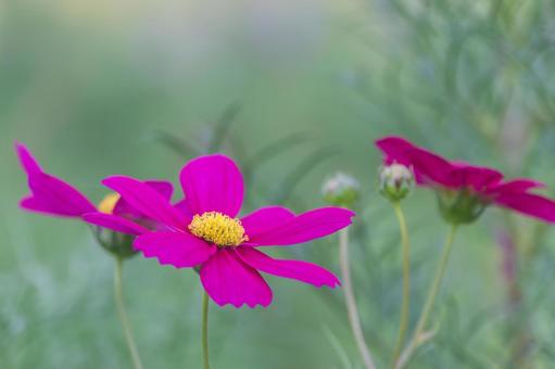 早朝のコスモスの写真