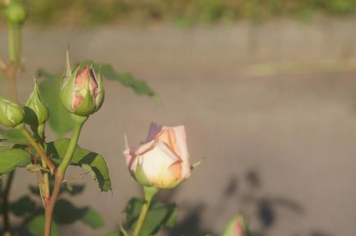 rose, JPG