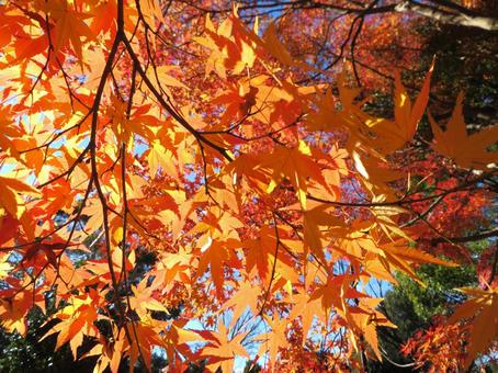 紅葉の風景 紅葉の風景の写真