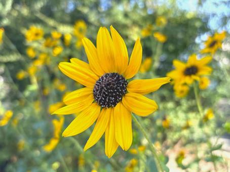 夏の花 ルドベキア 夏の花 ルドベキアの写真