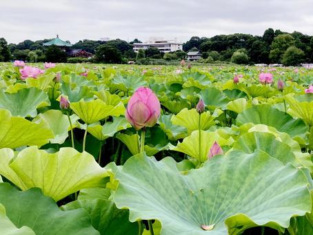 ハス ハス ハス,蓮,花びらの写真素材