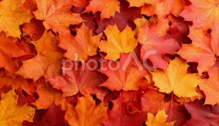 紅葉を敷き詰めた素材画像 紅葉,赤,オレンジ色の写真素材