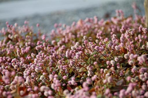 庭に咲いたポリゴナムの写真