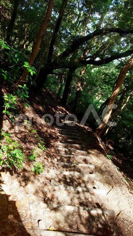 木漏れ日-立花山 木漏れ日,登山道,山道の写真素材
