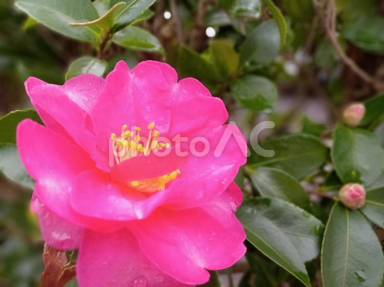 寒椿のアップ ピンク色,花,小さいの写真素材