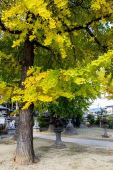 秋の多賀神社⑴ 秋,樹木,イチョウの写真素材