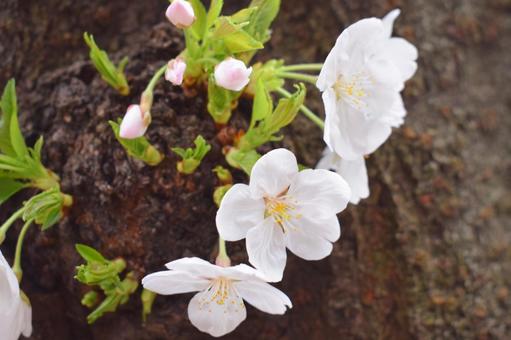 桜の花 桜の花 桜,さくら,サクラの写真素材