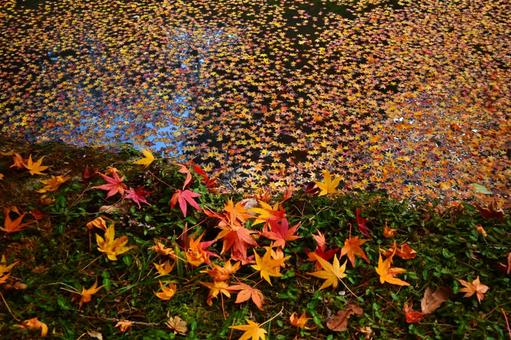 赤や黄色に紅葉した落ち葉 赤や黄色に紅葉した落ち葉 落ち葉,きれい,晩秋の写真素材