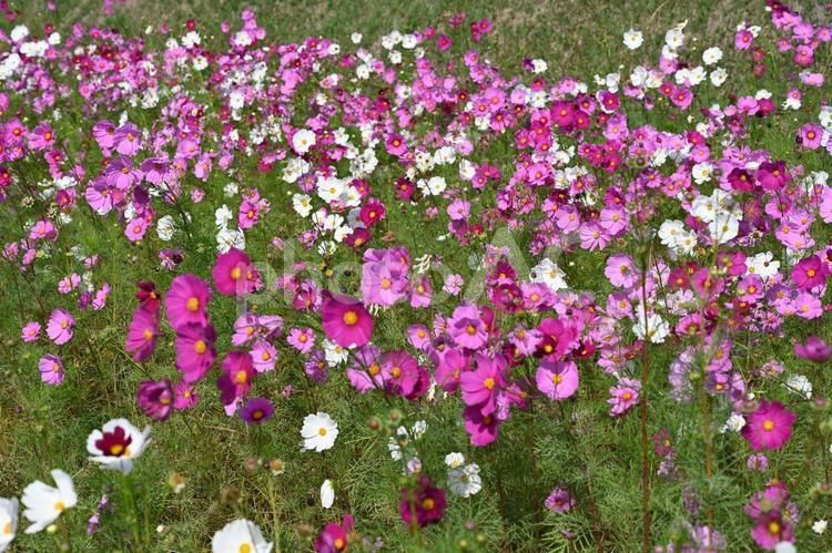 沢山咲いているコスモスの畑 コスモス,秋,晴れの写真素材