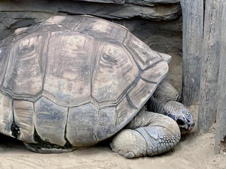 ゾウガメ ゾウガメ ゾウガメ,ガラパゴスゾウガメ,カメの写真素材