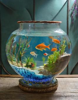 金魚鉢5 ガラス,おしゃれ,キレイの写真素材